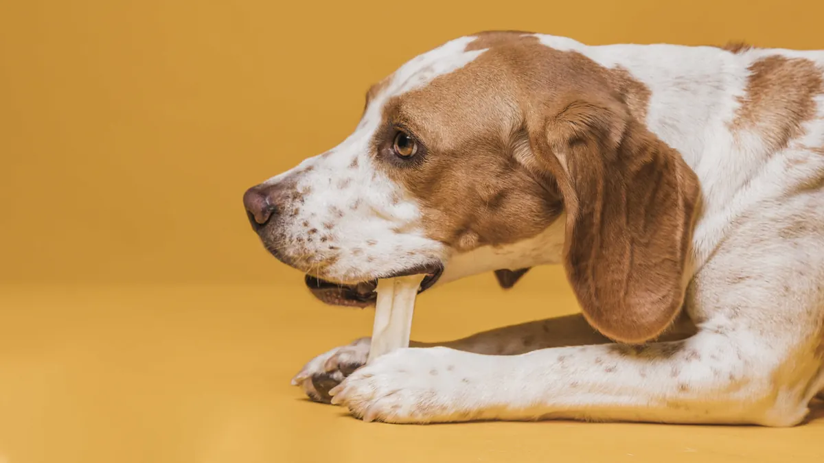 alimentacion-del-perro-categoria