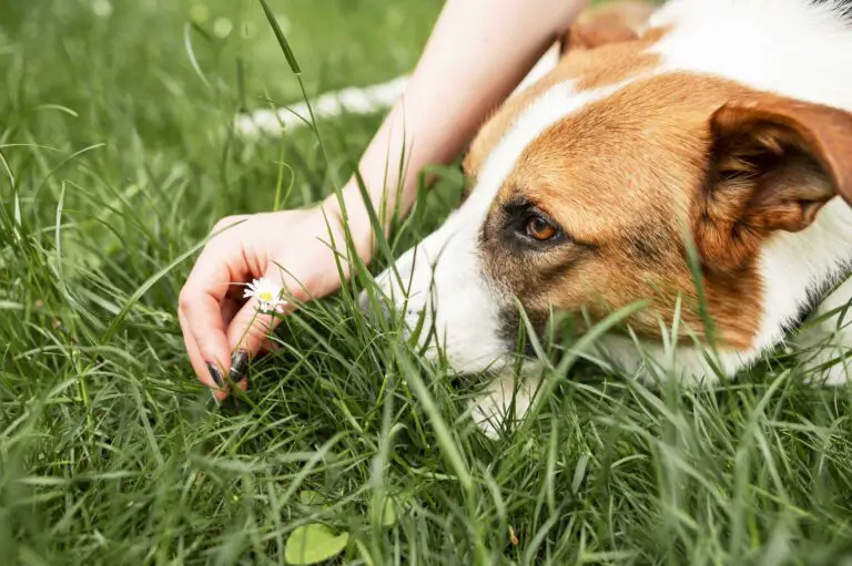 por que los perros comen pasto