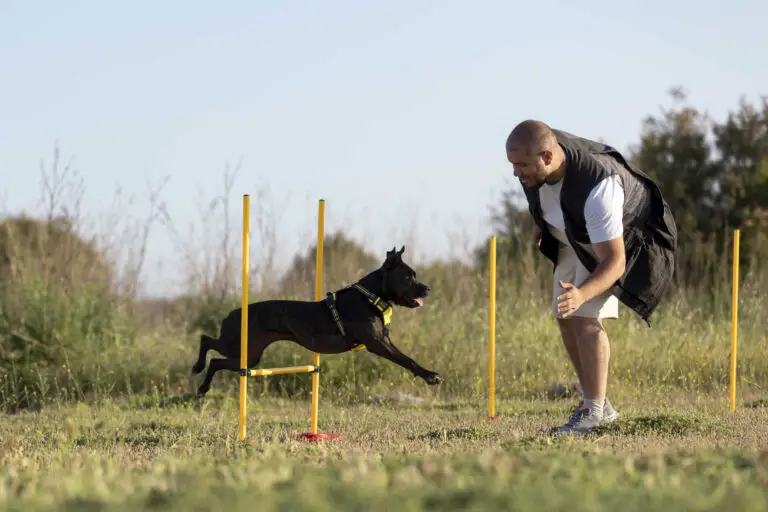 Razas de Perros Perfectas para el Adiestramiento y la Obediencia: Conoce las Mejores