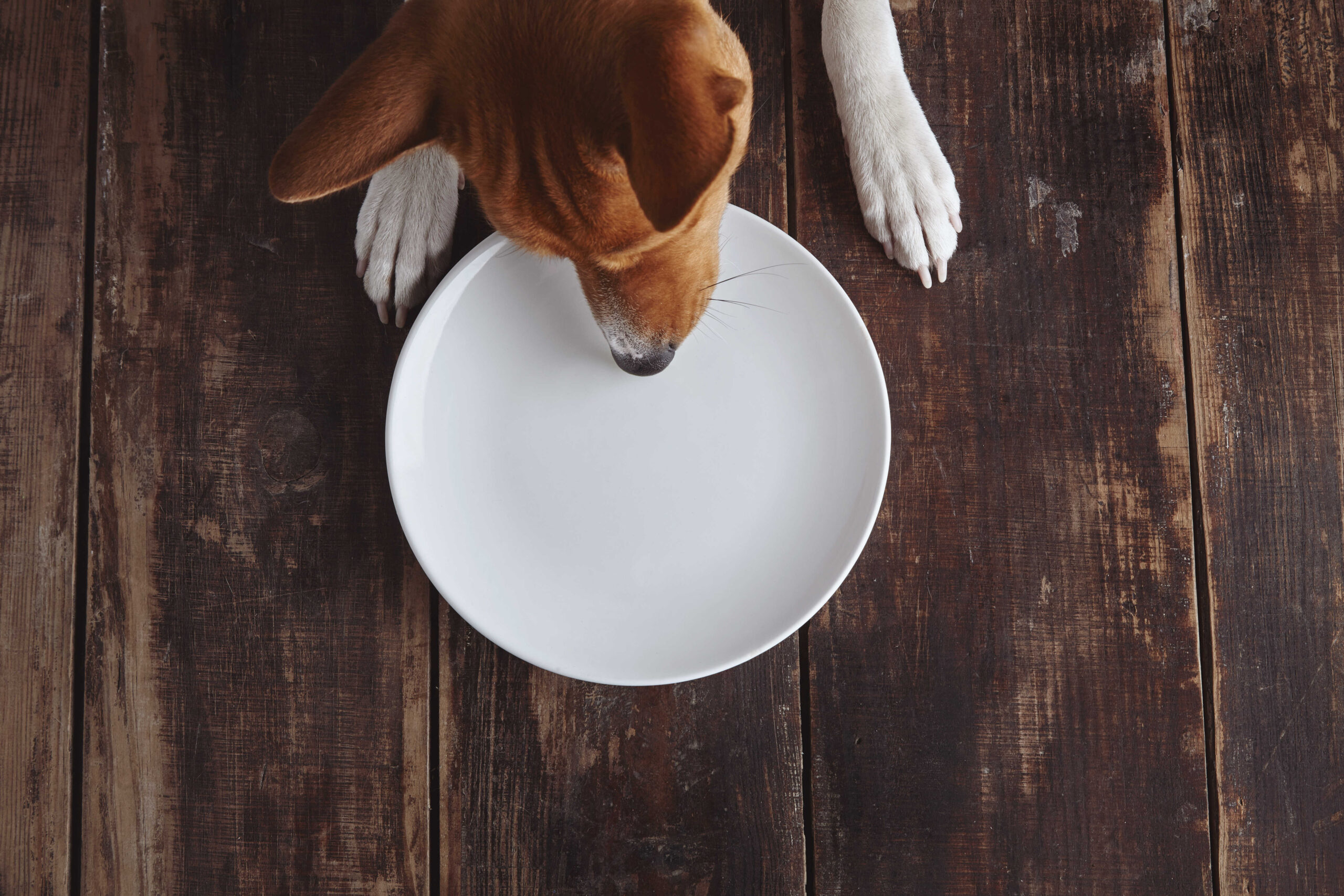 alimentos toxicos para perros
