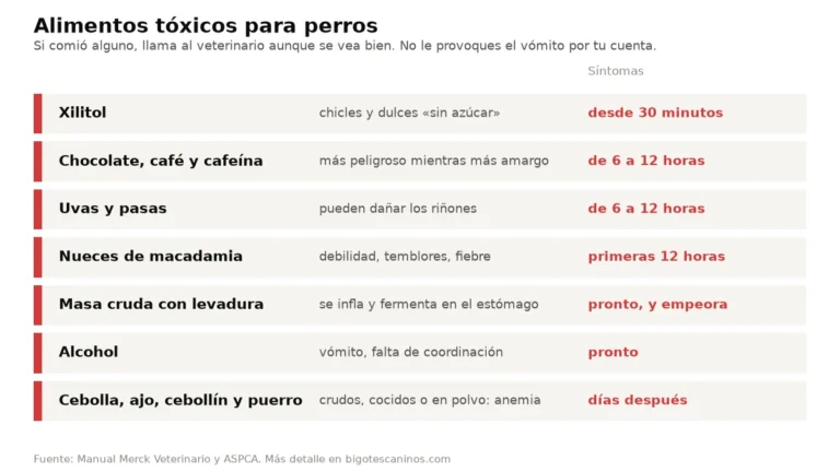 Tabla de alimentos tóxicos para perros: xilitol, chocolate, uvas, macadamia, masa cruda, alcohol, cebolla y ajo, con cuándo aparecen los síntomas