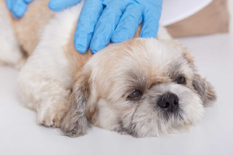Brucelosis Canina: Síntomas, Diagnóstico y Prevención