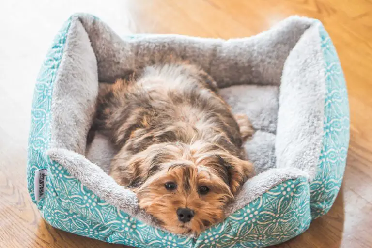 Guía completa de camas para perros: Tipos, tamaños y consejos