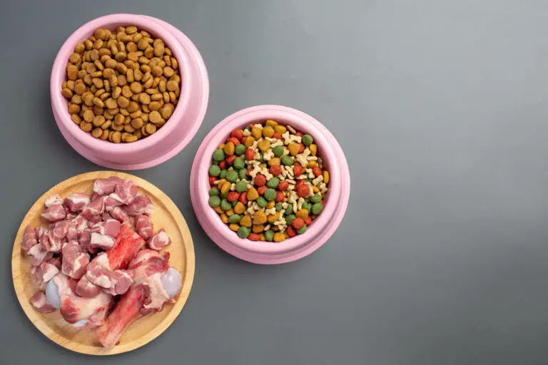 Comida para perros: Cómo elegir la mejor alimentación para tu mascota