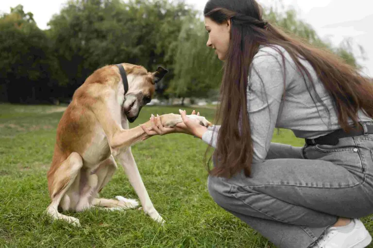 Comportamiento de los perros: Descifrando las señales caninas