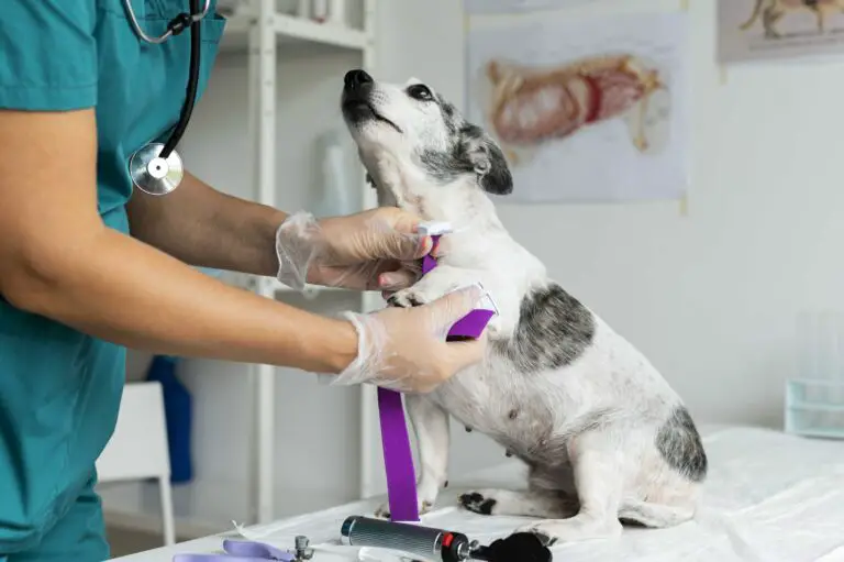 La Esterilización y Castración en Perros: Un Rol Fundamental en su Salud y Bienestar