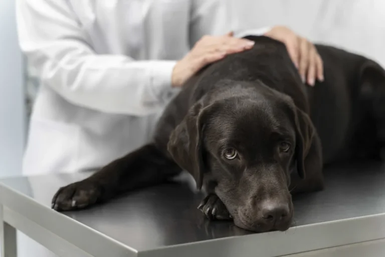 hepatitis en perros