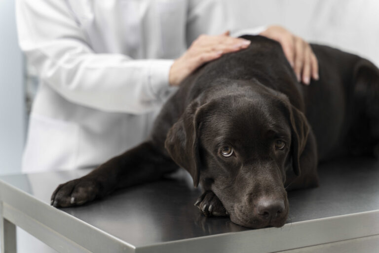Hepatitis en Perros: Causas, Síntomas y Tratamiento