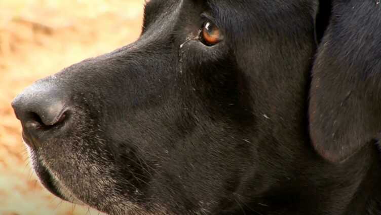 Moquillo en los perros: Síntomas, Tratamiento y Prevención
