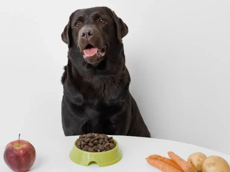 Labrador chocolate frente a un plato de concentrado, una manzana, zanahorias y papas