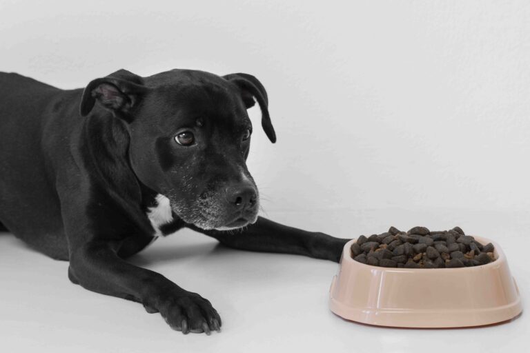 Guía Práctica: ¿Cómo Manejar la Actitud Quisquillosa de tu Perro a la Hora de Comer?
