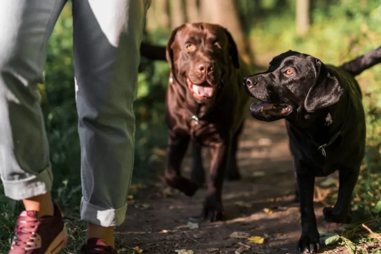 razas-perros-caza