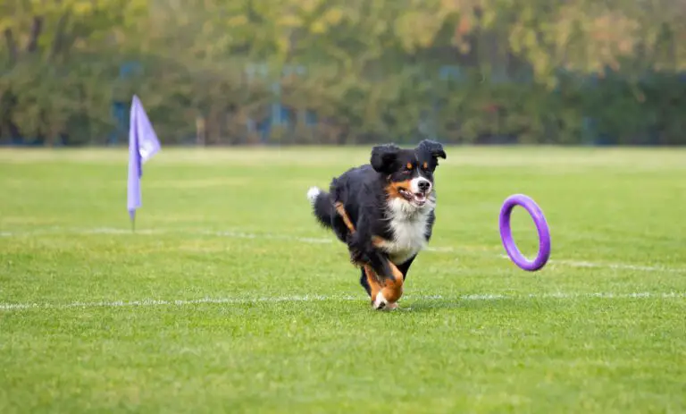 Razas de Perros Perfectas para Amantes del Deporte y la Actividad Física