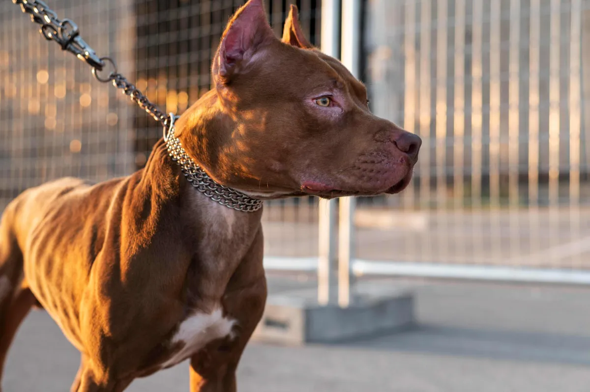 razas-perros-guardia