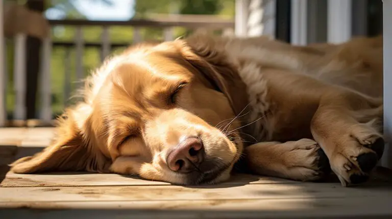Las Razas de Perros con Mayor Esperanza de Vida: ¡Descúbrelas Aquí!