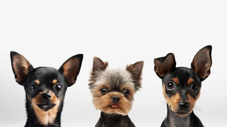 razas-perros-pequeñas
