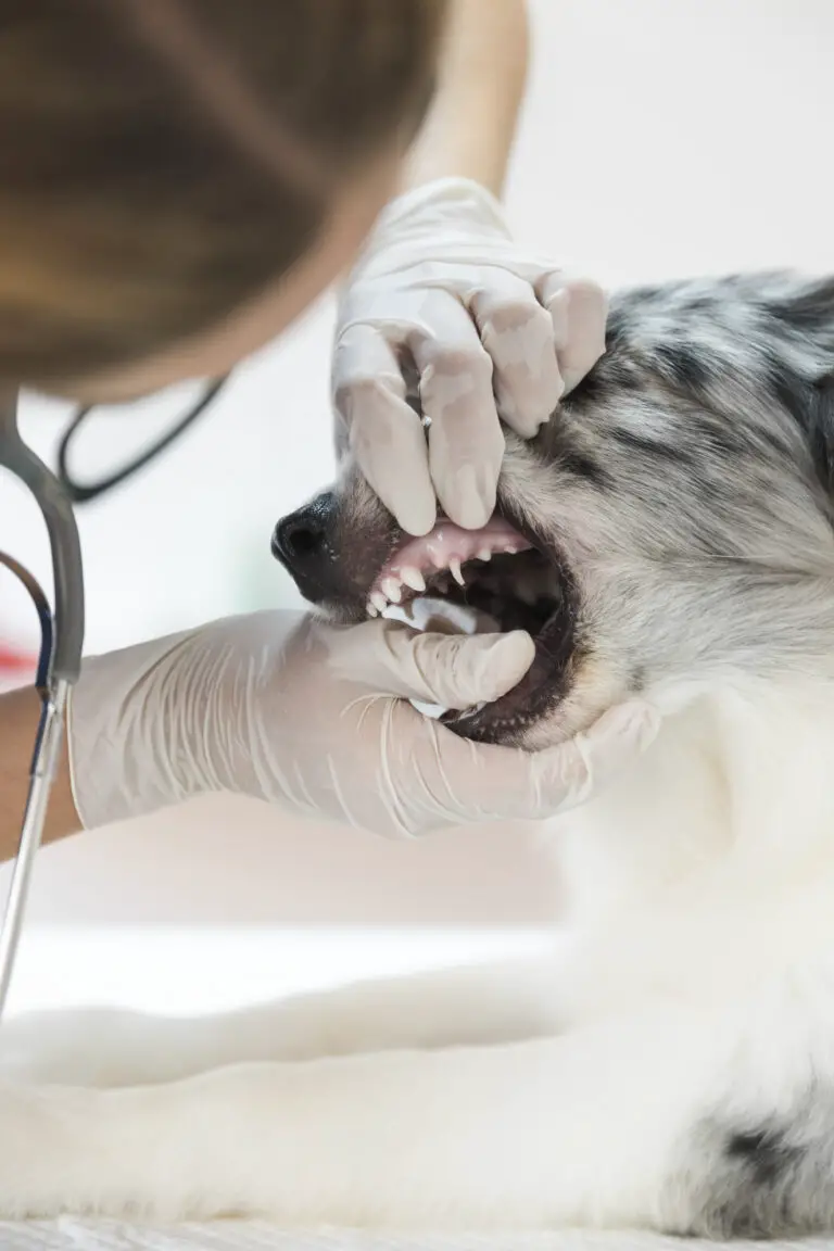 Descubre las Mejores Prácticas para Mantener Saludable la Dentadura de tu Perro