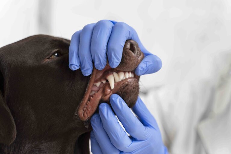 Descifrando el Vínculo: Cómo la Alimentación Influencia la Salud Dental de tu Perro