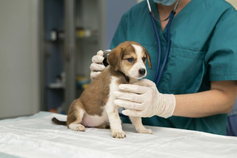Identificando las Señales: ¿Cuándo es Necesario Llevar a tu Perro al Veterinario?