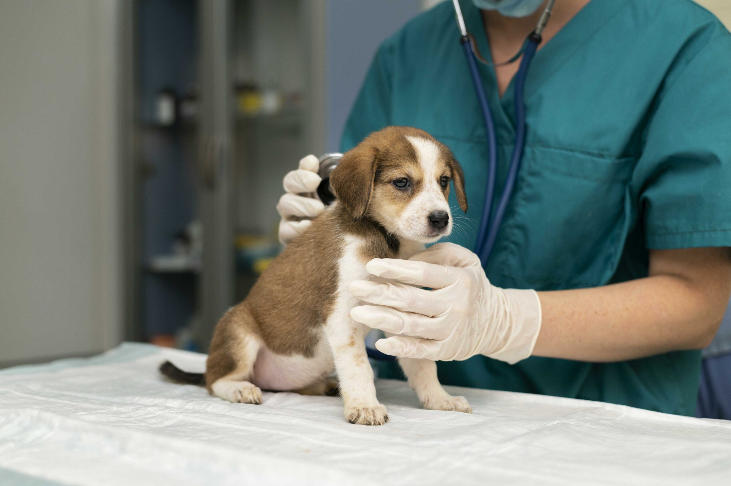 veterinario-perro