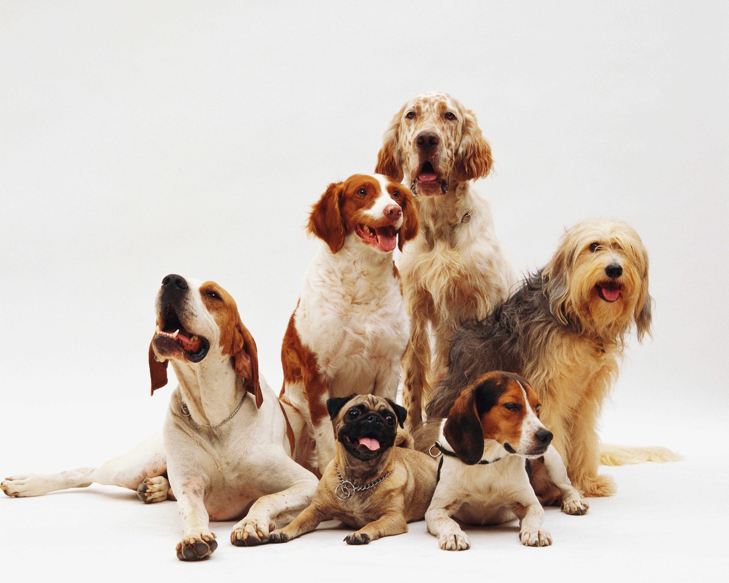 razas-de-perros