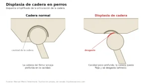 Esquema de cadera normal frente a displasia: en la displasia la cavidad es poco profunda y la cabeza del fémur queda floja y se desgasta