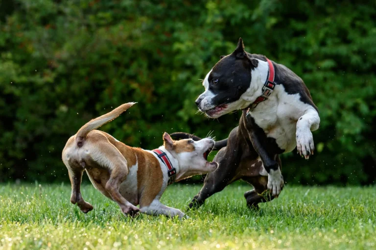Medidas efectivas para actuar frente a una mordedura de perro