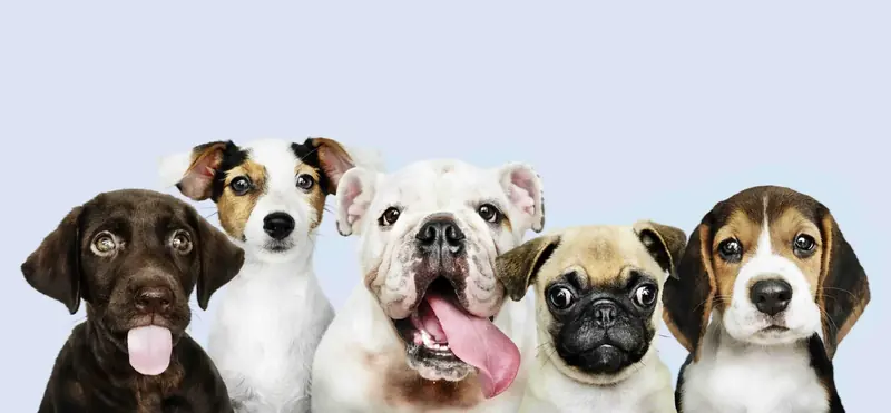 Cinco cachorros de distintas razas asomados uno al lado del otro