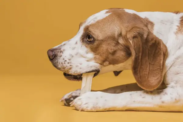 Perro acostado mordiendo un hueso sobre fondo amarillo
