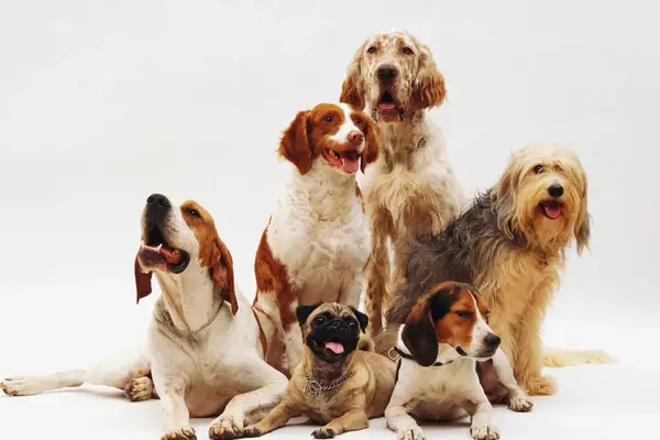 Grupo de perros de distintas razas sentados juntos
