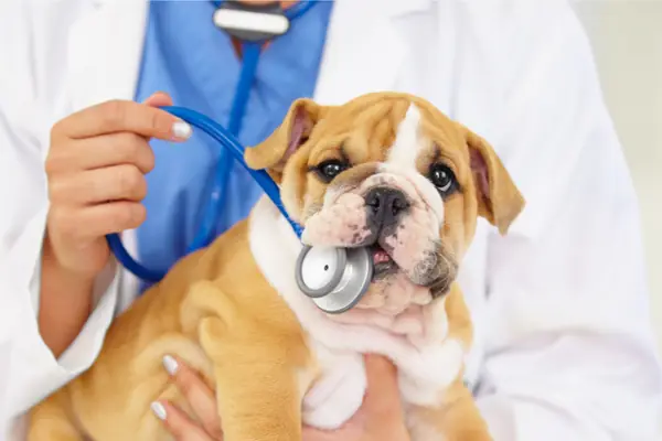 Cachorro de bulldog en brazos de una veterinaria con estetoscopio